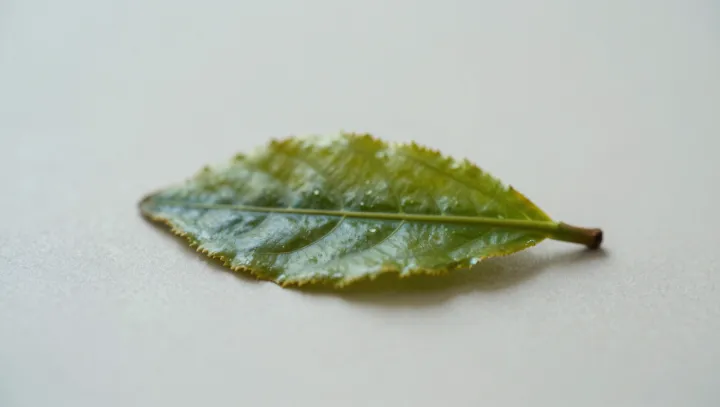 Один лист, шесть чаёв, три шага