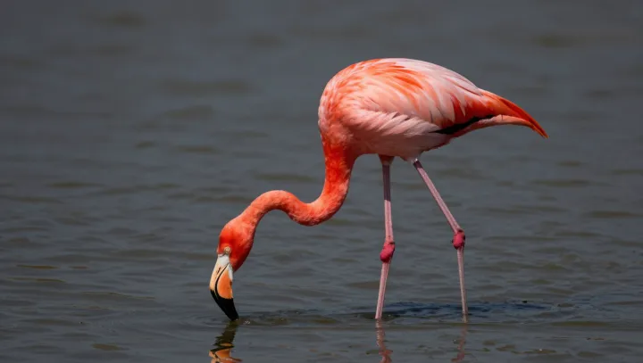 Flamingos Lose Their Pink Without the Right Diet
