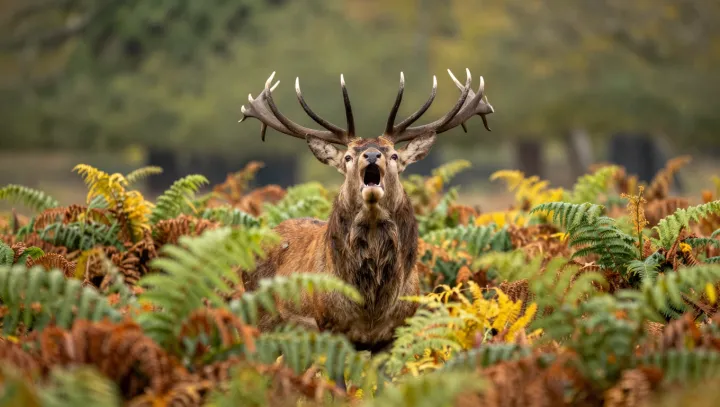 Sušené jelenní penisy na sílu? biologie říká wtf