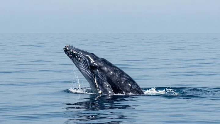Why Whales Breathe Like Runners, Not Fish