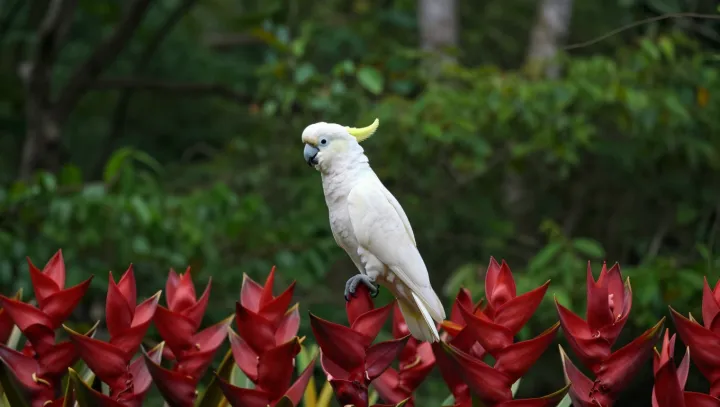 Попугай молчит, а дворец обезумевает, это норм?