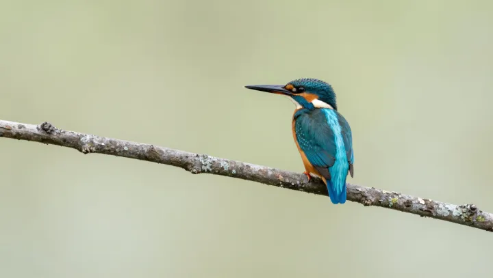 The true high‑speed hunter behind the ‘flash’