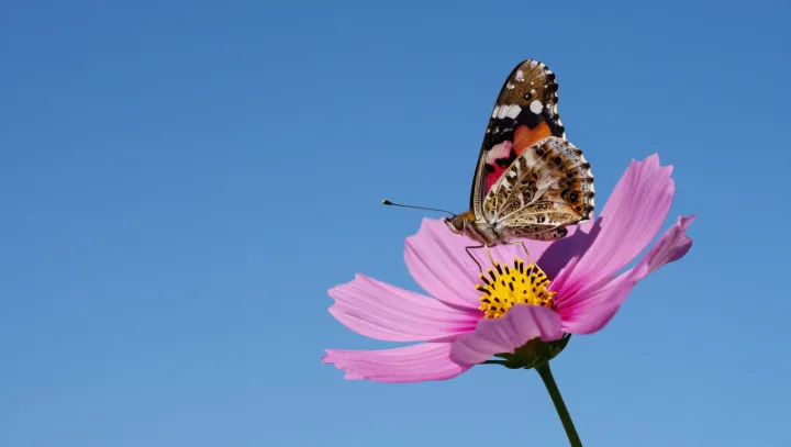 Why Butterflies Chase Useless White Scraps