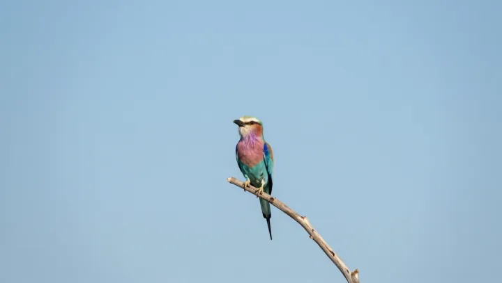 When Birds Freeze Instead of Fleeing