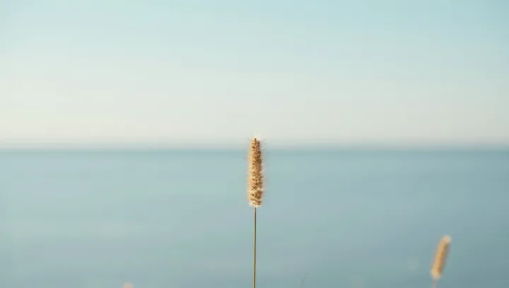 Пшеница то в лед, то в жару — и как она вообще выживает