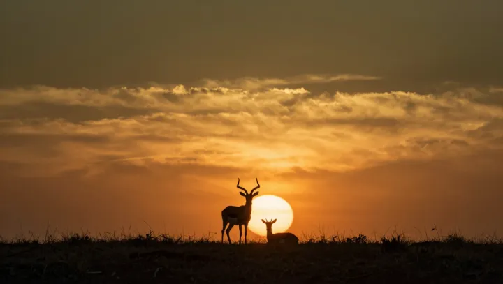 Soumrak na savaně a já jen: co to sakra je