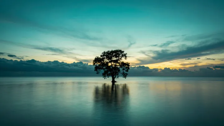 Fact, že tahle mrňavá mangrova strčí do kapsy celý les?