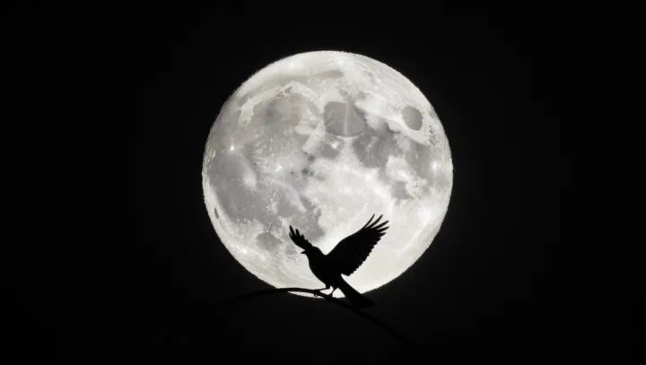 Ptáci prý vidí magnetické pole?! co to jako je