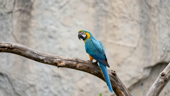 Почему крошечные человеческие жесты пугают попугаев