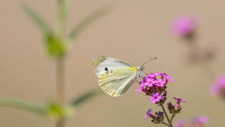 Motýlí křídla jako solární kolektory a vizuální signály