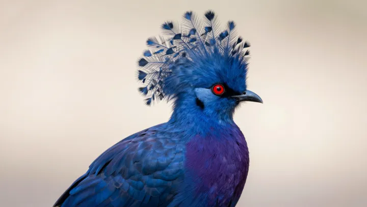 Proč ptáci nosí živé koruny z peří