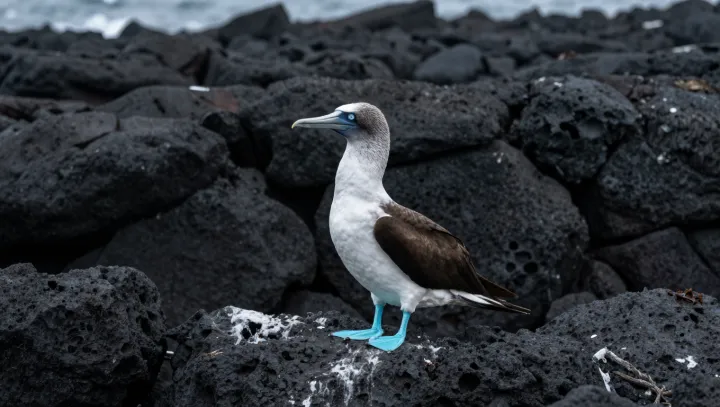 Когда ярко-синие лапы становятся жёсткой венчурной валютой