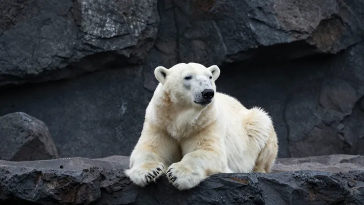 Белые медведи на человеческую перхоть реагируют… серьезно?