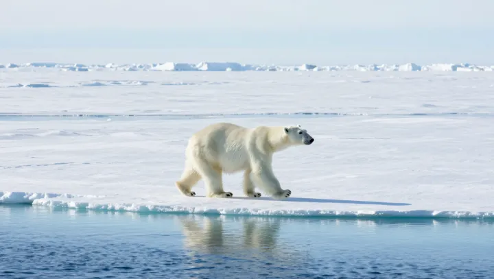 Paradox ledních medvědů a křehkého mořského ledu