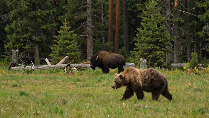 Vyhlídky prázdné, ale v křoví živo jak blázen