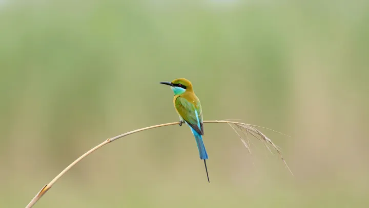 Ptáci, kteří si fyzikou hackují krásu