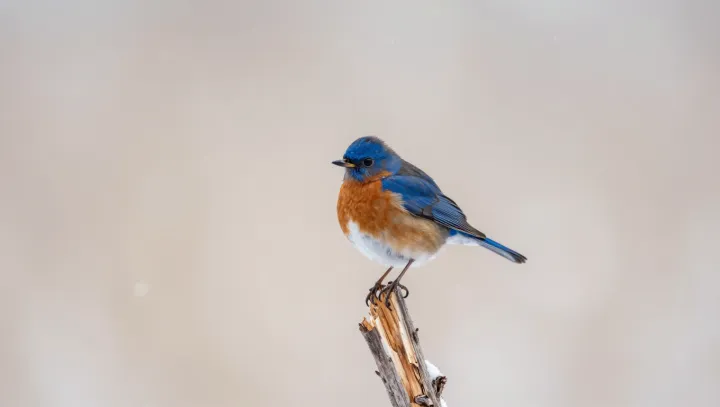 Как тропические птицы джунглей играют со светом, создавая нереальные цвета