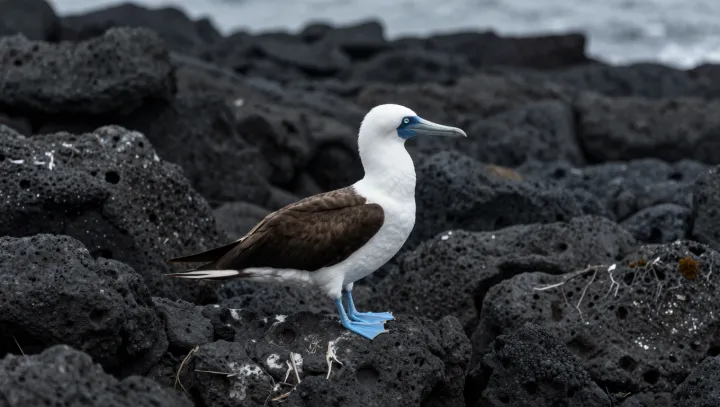 Птица как пуля в море, мозг цел… это вообще нормально