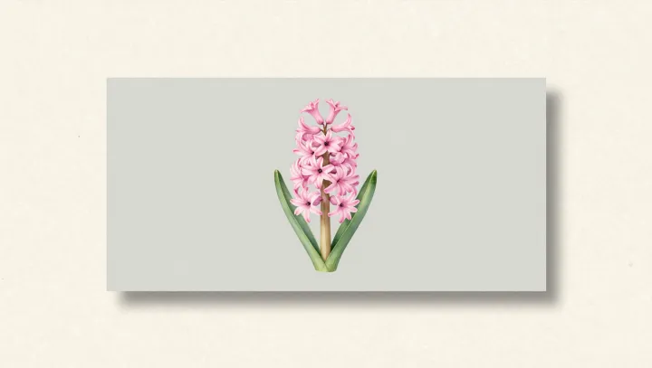 Когда гиацинты превратились в объект финансового ажиотажа