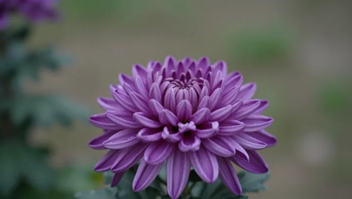 Ultra rychlé květy závodí s jediným denním návštěvníkem