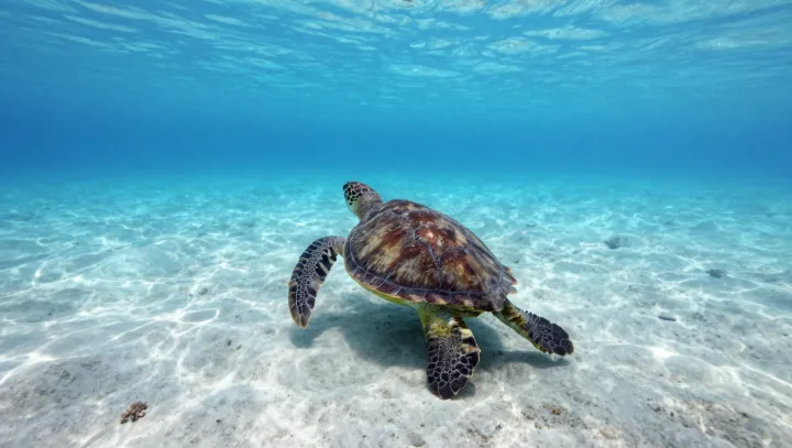 Черепахи реально жопой дышат под водой?!
