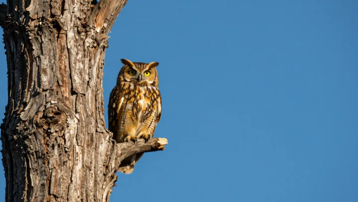 Sova jako smrtka… nebo fakt průvodce ve tmě?