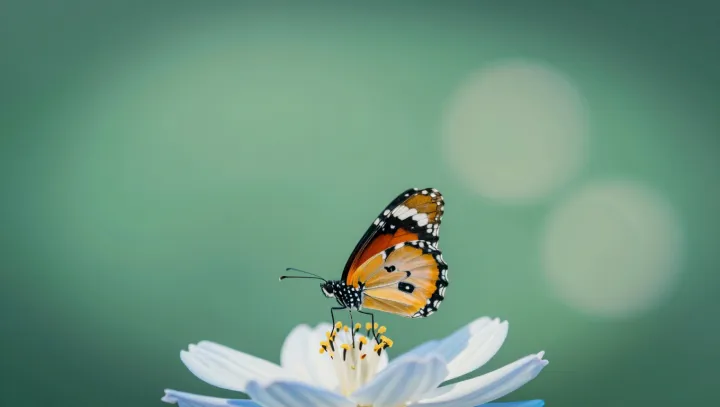 Skrytý kompas monarchů