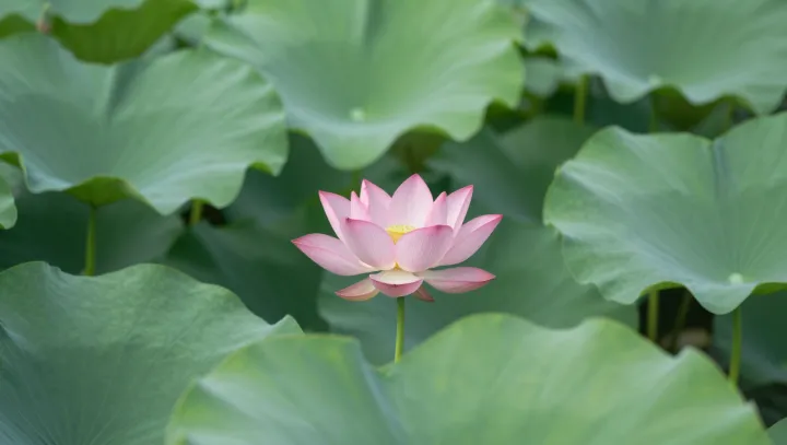 Лотос как моральный код, серьёзно вообще