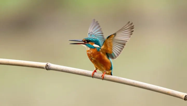 Zobák co se nezavře a přesto funguje?!