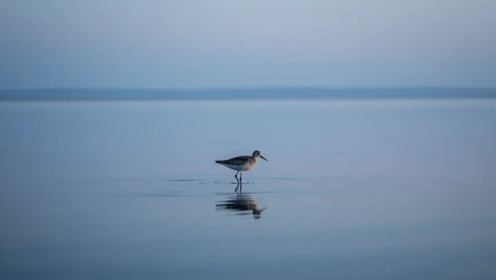 Kachny v ledové vodě a v klidu? co to za trik