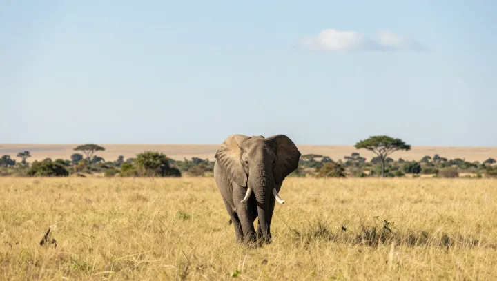 Крошечный птичий мозг, который нарушает правило об интеллекте