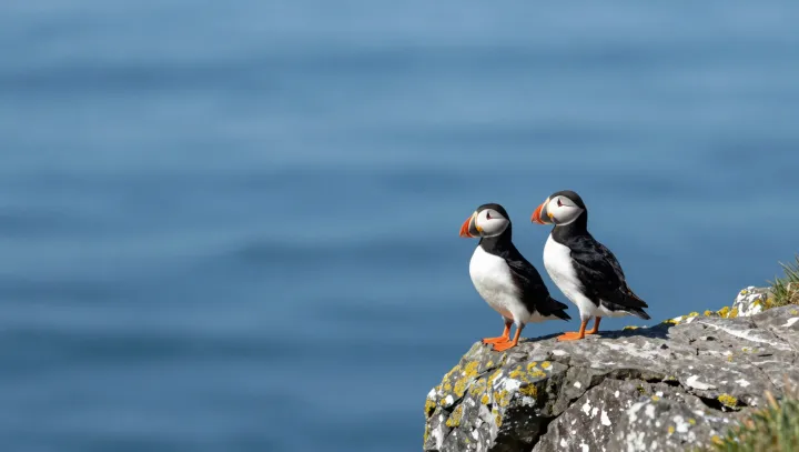 Papuchalek jako rybí magnet, tohle už fakt ne?