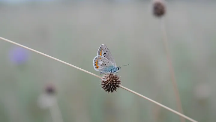 Housenka se doslova rozpustí… tohle vážně normální?