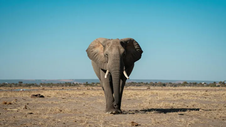 Как накормить слонёнка до полноценной жизни