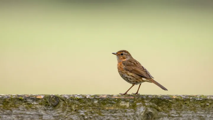 Что на самом деле означают слезы вашей птицы