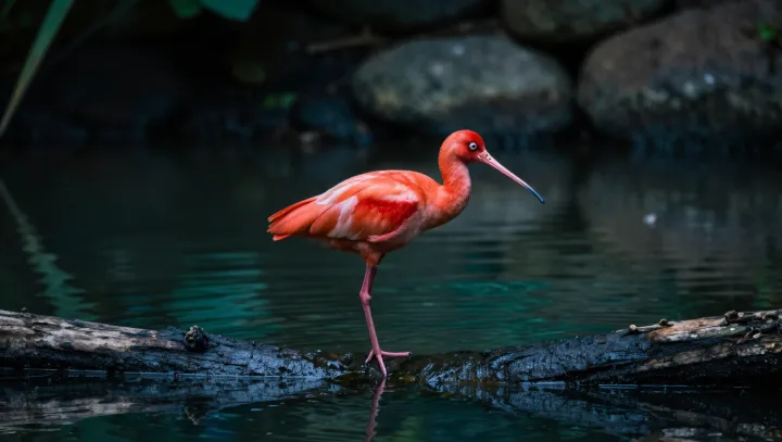 Why the Scarlet Ibis Glows Like a Living Ember