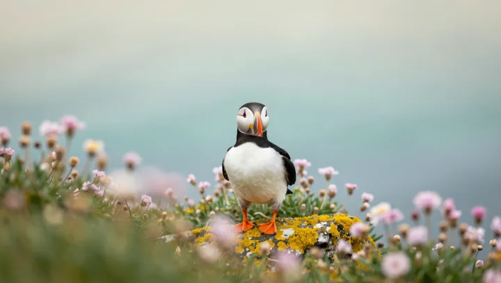 Pták co lítá i plave?! hlava mi to nebere