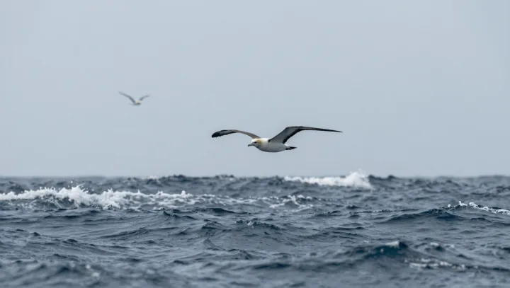 Jak rackové zvládají život mezi městem a mořem