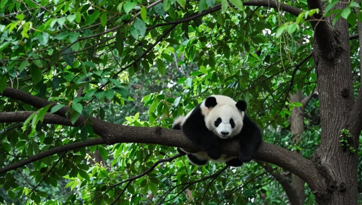 Proč má bambusová panda stisk jako lední medvěd