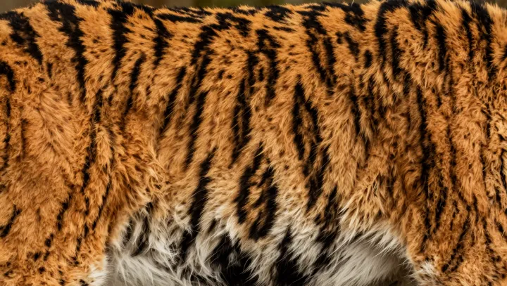 Побрить тигра налысо? Полосы всё равно…