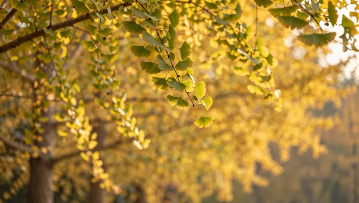 Proč lesní fotografové zbožňují zlatou hodinku