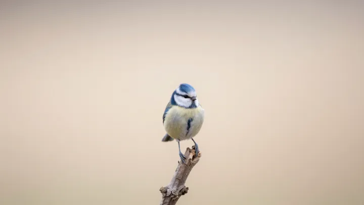 синее перо без краски вообще как так вышло