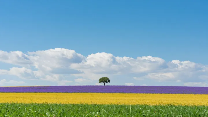 Почему снимки природы успокаивают меньше, чем сама природа