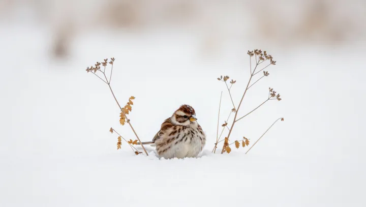 Тёплые ночи незаметно убивают городских воробьёв