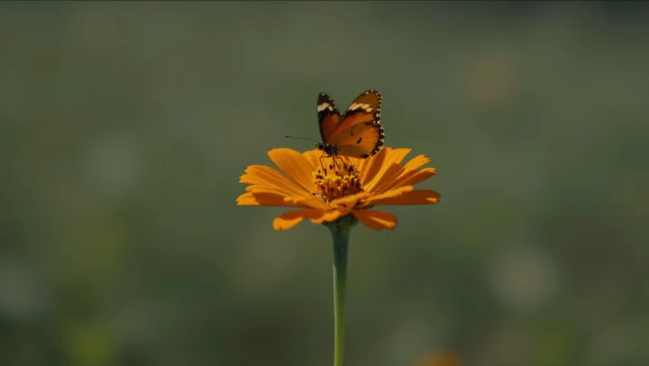 Butterfly Vision Outperforms Drones