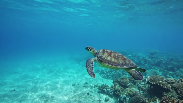 Jak se z žeber stala živá zbroj želv