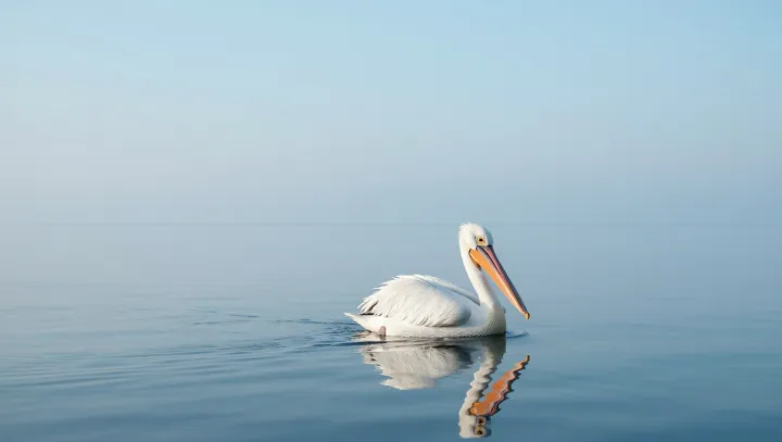 How a Teapot Bill Becomes an Engine Threat