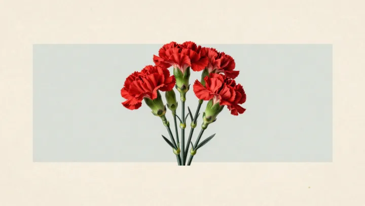 Carnations: Tough Roots Behind Tender Blooms