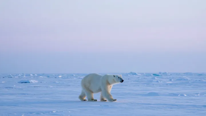 Медведь чуяет тюленя через километры, это норм?