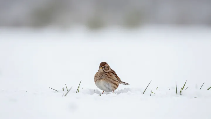 The High-Voltage Heart Of A Sparrow